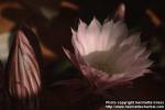 Photo: Echinopsis 2.