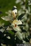 Photo: Elaeagnus commutata.