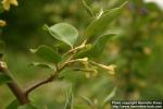 Photo: Elaeagnus multiflora 1.