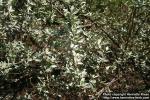 Photo: Elaeagnus commutata 04.