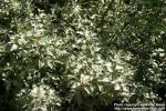 Photo: Elaeagnus commutata 08.