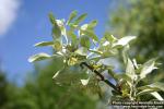 Photo: Elaeagnus commutata 10.