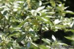 Photo: Elaeagnus commutata 13.