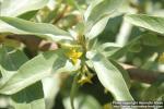 Photo: Elaeagnus commutata 14.