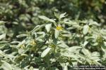 Photo: Elaeagnus commutata 15.