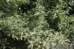 Photo: Elaeagnus commutata 16.