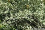 Photo: Elaeagnus commutata 17.