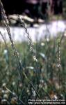 Photo: Elytrigia repens 5.