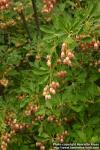 Photo: Enkianthus campanulatus 2.