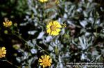 Photo: Encelia farinosa.