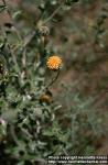 Photo: Encelia frutescens.