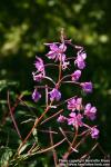 Photo: Epilobium angustifolium 15.