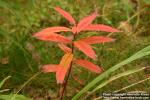 Photo: Epilobium angustifolium 16.