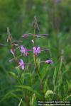 Photo: Epilobium angustifolium 17.