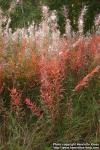 Photo: Epilobium angustifolium 22.