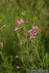 Photo: Epilobium dodonaei.