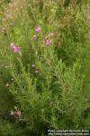 Photo: Epilobium dodonaei 1.