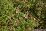 Photo: Epilobium hirsutum 7.