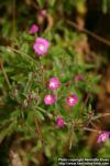 Photo: Epilobium hirsutum 8.