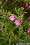 Photo: Epilobium hirsutum 9.