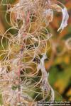 Photo: Epilobium angustifolium 31.