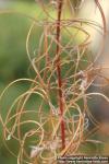 Photo: Epilobium angustifolium 32.