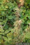 Photo: Epilobium angustifolium 33.