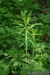 Photo: Epilobium angustifolium 23.