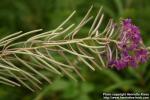 Photo: Epilobium angustifolium 30.