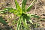 Photo: Epilobium angustifolium 38.