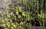 Photo: Ephedra distachya.