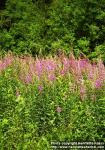 Photo: Epilobium angustifolium 1.