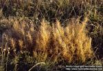 Photo: Epilobium angustifolium 10.