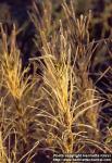 Photo: Epilobium angustifolium 11.