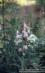 Photo: Epilobium angustifolium 13.