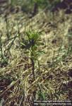 Photo: Epilobium angustifolium 6.