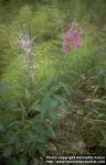 Photo: Epilobium angustifolium.