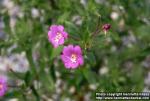 Photo: Epilobium hirsutum 1.