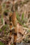 Photo: Equisetum arvense 10.