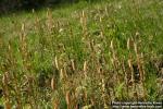 Photo: Equisetum sylvaticum 5.