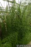 Photo: Equisetum myriochaetum.