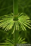 Photo: Equisetum myriochaetum 4.