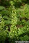 Photo: Equisetum sylvaticum 7.