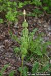 Photo: Equisetum sylvaticum 08.