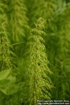 Photo: Equisetum sylvaticum 13.