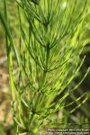 Photo: Equisetum Arvense 14.