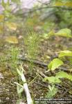 Photo: Equisetum arvense 1.