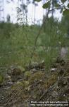 Photo: Equisetum arvense 7.