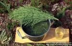 Photo: Equisetum arvense w 2.