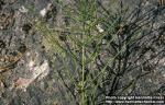 Photo: Equisetum arvense.